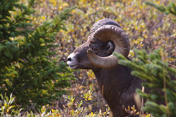 Image showing Wild Sheep 2