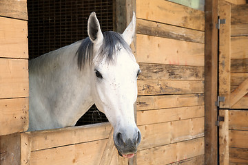 Image showing Details white horse in the stable box