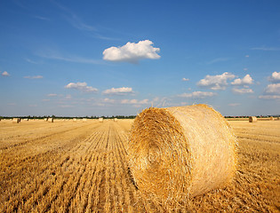 Image showing Field of freshly cut bales on farmer field