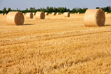 Image showing Field of freshly cut bales on farmer field