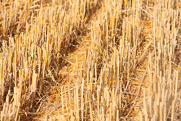 Image showing details of cutted wheat field soil plant on farmer field