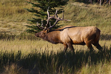 Image showing Elk 1