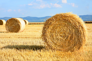 Image showing Field of freshly cut bales on farmer field