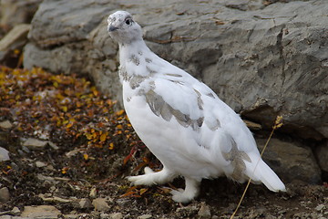 Image showing Ptarmigan A