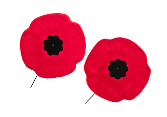 Image showing Remembrance Day poppies