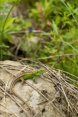 Image showing Green lizard against the nature