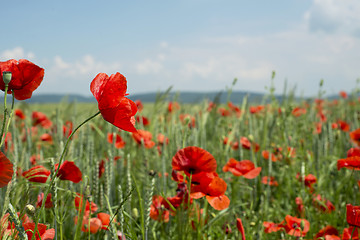 Image showing Poppies on blue sky background