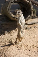 Image showing Meerkat