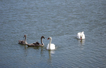 Image showing Swan Family