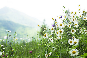 Image showing field of daisies in the mountains