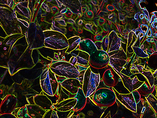 Image showing neonflower