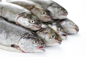 Image showing rainbow trout