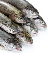 Image showing rainbow trout