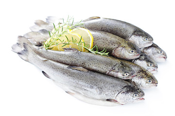 Image showing rainbow trout