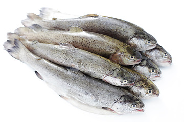 Image showing rainbow trout