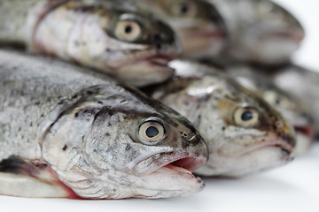 Image showing rainbow trout