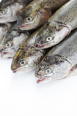 Image showing rainbow trout