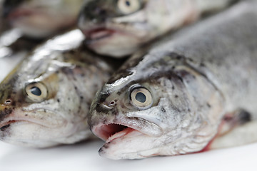 Image showing rainbow trout