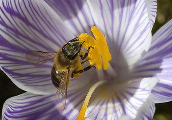 Image showing bee