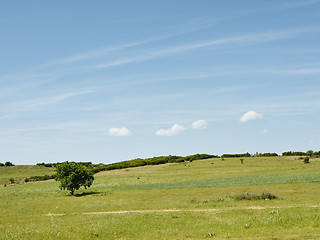 Image showing Tree and clouds