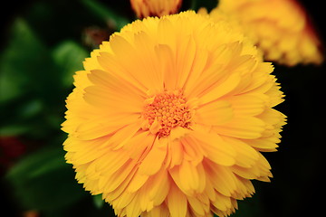 Image showing yellow flower