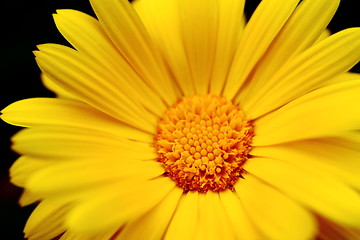 Image showing sun flower