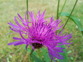 Image showing Violet cornflower