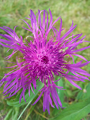 Image showing Violet cornflower