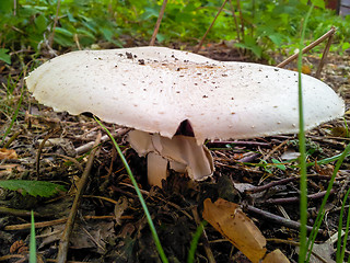 Image showing White fly-agaric mushroom
