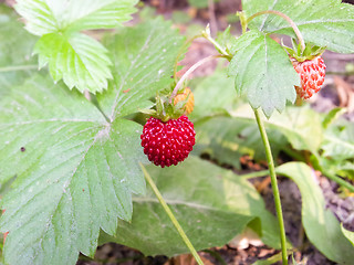 Image showing Wild strawberries