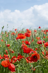 Image showing Poppies on blue sky background