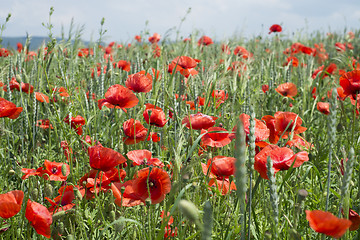 Image showing Poppies on blue sky background