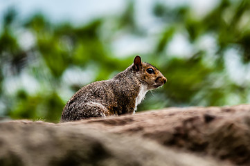 Image showing squirrel in the wilderness in the north carolina mountains