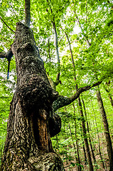 Image showing things you find on a hiking trail in state park