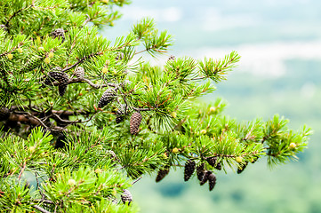 Image showing pine cones on branches