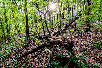 Image showing things you find on a hiking trail in state park