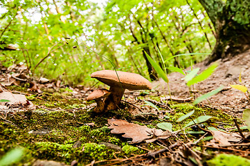 Image showing things you find on a hiking trail in state park - mushrooms