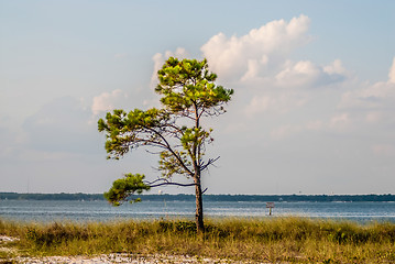 Image showing florida beach scene