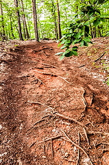 Image showing things you find on a hiking trail in state park