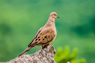 Image showing pigeon standing on a rock cliff in the wild