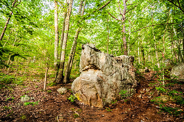 Image showing things you find on a hiking trail in state park-shark rock