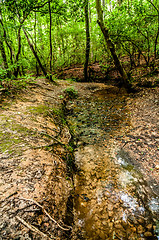 Image showing things you find on a hiking trail in state park