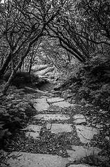 Image showing early morning on blue ridge parkway