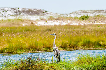 Image showing florida beach scene