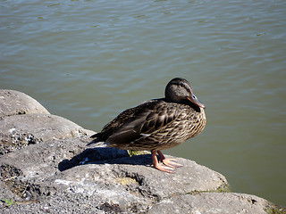 Image showing Close up of a duck