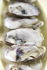 Image showing Oysters Natural