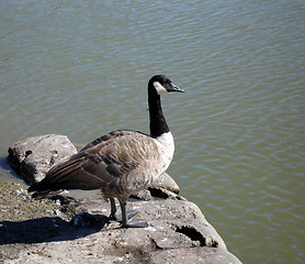 Image showing Canadian Goose