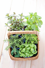 Image showing basket of herbs