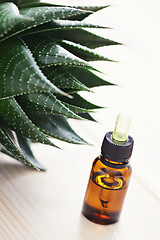 Image showing aloe vera essential oil