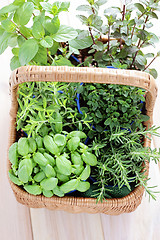 Image showing basket of herbs